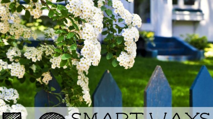White house out of focus and white flower shrub in focus